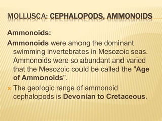MOLLUSCA: CEPHALOPODS, AMMONOIDS
Ammonoids:
Ammonoids were among the dominant
swimming invertebrates in Mesozoic seas.
Ammonoids were so abundant and varied
that the Mesozoic could be called the "Age
of Ammonoids".
 The geologic range of ammonoid
cephalopods is Devonian to Cretaceous.
 