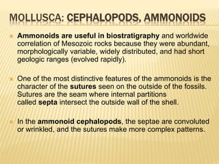 MOLLUSCA: CEPHALOPODS, AMMONOIDS
 Ammonoids are useful in biostratigraphy and worldwide
correlation of Mesozoic rocks because they were abundant,
morphologically variable, widely distributed, and had short
geologic ranges (evolved rapidly).
 One of the most distinctive features of the ammonoids is the
character of the sutures seen on the outside of the fossils.
Sutures are the seam where internal partitions
called septa intersect the outside wall of the shell.
 In the ammonoid cephalopods, the septae are convoluted
or wrinkled, and the sutures make more complex patterns.
 