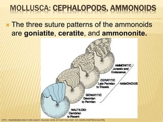MOLLUSCA: CEPHALOPODS, AMMONOIDS
 The three suture patterns of the ammonoids
are goniatite, ceratite, and ammononite.
HTTP://HIGHEREDBCS.WILEY.COM/LEGACY/COLLEGE/LEVIN/0471697435/CHAP_TUT/CHAPS/CHAPTER14-04.HTML
 