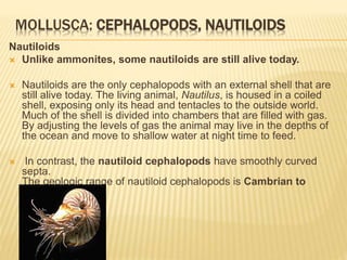 MOLLUSCA: CEPHALOPODS, NAUTILOIDS
Nautiloids
 Unlike ammonites, some nautiloids are still alive today.
 Nautiloids are the only cephalopods with an external shell that are
still alive today. The living animal, Nautilus, is housed in a coiled
shell, exposing only its head and tentacles to the outside world.
Much of the shell is divided into chambers that are filled with gas.
By adjusting the levels of gas the animal may live in the depths of
the ocean and move to shallow water at night time to feed.
 In contrast, the nautiloid cephalopods have smoothly curved
septa.
The geologic range of nautiloid cephalopods is Cambrian to
Recent.
.
 