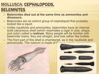 MOLLUSCA: CEPHALOPODS,
BELEMNITES
 Belemnites died out at the same time as ammonites and
dinosaurs.
 Belemnites are an extinct group of cephalopod that probably
looked like a squid.
 Unlike nautiloids and ammonites, belemnites have an internal
soild calcareous shell (which resembles a cigar in size, shape,
and color) called a rostrum. Many people will be familiar with
belemnite rostra, they are straight, and look rather like bullets.
 The front part of this shell is chambered, as in the nautiloids and
ammonoids. The rostrum is made of fibrous calcite, arranged in
concentric layers.
 