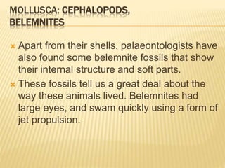 MOLLUSCA: CEPHALOPODS,
BELEMNITES
 Apart from their shells, palaeontologists have
also found some belemnite fossils that show
their internal structure and soft parts.
 These fossils tell us a great deal about the
way these animals lived. Belemnites had
large eyes, and swam quickly using a form of
jet propulsion.
 