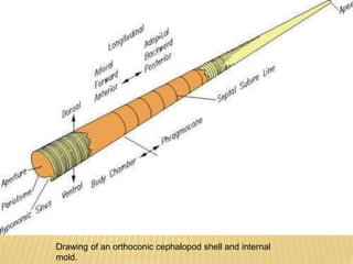Drawing of an orthoconic cephalopod shell and internal
mold.
 