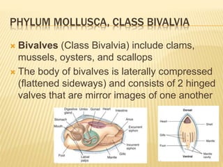 PHYLUM MOLLUSCA, CLASS BIVALVIA
 Bivalves (Class Bivalvia) include clams,
mussels, oysters, and scallops
 The body of bivalves is laterally compressed
(flattened sideways) and consists of 2 hinged
valves that are mirror images of one another
 