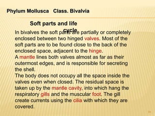 Phylum Mollusca Class. Bivalvia
94
Soft parts and life
cycleIn bivalves the soft parts are partially or completely
enclosed between two hinged valves. Most of the
soft parts are to be found close to the back of the
enclosed space, adjacent to the hinge.
A mantle lines both valves almost as far as their
outermost edges, and is responsible for secreting
the shell.
The body does not occupy all the space inside the
valves even when closed. The residual space is
taken up by the mantle cavity, into which hang the
respiratory gills and the muscular foot. The gill
create currents using the cilia with which they are
covered.
 