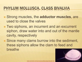 PHYLUM MOLLUSCA, CLASS BIVALVIA
 Strong muscles, the adductor muscles, are
used to close the valves
 Two siphons, an incurrent and an excurrent
siphon, draw water into and out of the mantle
cavity, respectively
 Since many clams burrow into the sediment,
these siphons allow the clam to feed and
breathe
www.marinebio.net/marinescience03ecology/mfunder.htm
 