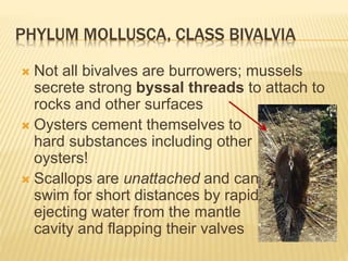 PHYLUM MOLLUSCA, CLASS BIVALVIA
 Not all bivalves are burrowers; mussels
secrete strong byssal threads to attach to
rocks and other surfaces
 Oysters cement themselves to
hard substances including other
oysters!
 Scallops are unattached and can
swim for short distances by rapidly
ejecting water from the mantle
cavity and flapping their valves
 