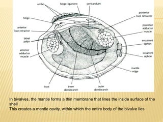 In bivalves, the mantle forms a thin membrane that lines the inside surface of the
shell
This creates a mantle cavity, within which the entire body of the bivalve lies
 