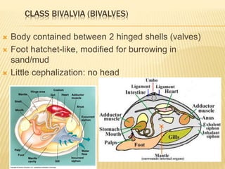 CLASS BIVALVIA (BIVALVES)
 Body contained between 2 hinged shells (valves)
 Foot hatchet-like, modified for burrowing in
sand/mud
 Little cephalization: no head
 