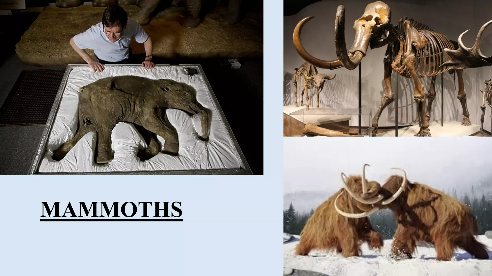 Paleontology, types & uses of fossils | PPT