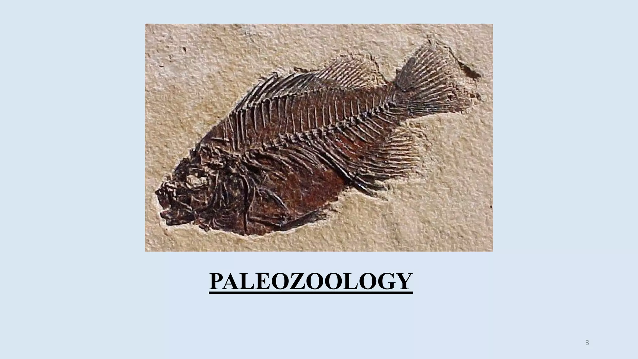 Paleontology, types & uses of fossils | PPT
