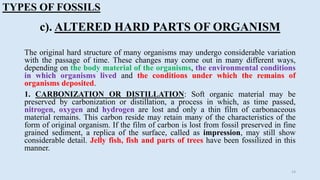 Paleontology, types & uses of fossils | PPT