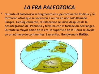LA ERA PALEOZOICA 
• Durante el Paleozoico se fragmentó el supe continente Rodinia y se 
formaron otros que se volvieron a reunir en uno solo llamado 
Pangea. Geológicamente, el Paleozoico se inicia después de la 
desintegración del Pannotia y termina con la formación del Pangea. 
Durante la mayor parte de la era, la superficie de la Tierra se divide 
en un número de continentes: Laurentia , Gondwana y Baltia. 
 