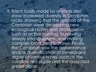 Trace fossils made by animals also show increased diversity in Cambrian rocks, showing that the animals of the Cambrian were developing new ecological niches and strategies — such as active hunting, burrowing deeply into sediment, and making complex branching burrows. Finally, the Cambrian saw the appearance and/or diversification of mineralized algae of various types, such as the coralline red algae and the dasyclad green algae. 