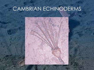 CAMBRIAN ECHINODERMS 