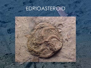 EDRIOASTEROID 