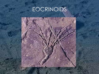 EOCRINOIDS 