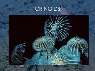 CRINOIDS 
