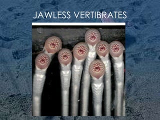 JAWLESS VERTIBRATES 