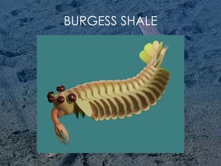 BURGESS SHALE 