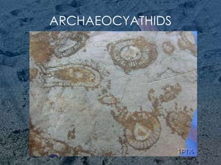 ARCHAEOCYATHIDS 