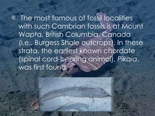   The most famous of fossil localities with such Cambrian fossils is at Mount Wapta, British Columbia, Canada (i.e., Burgess Shale outcrops). In these strata, the earliest known chordate (spinal cord-bearing animal),  Pikaia , was first found. 