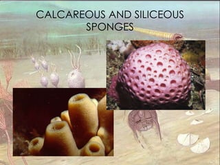 CALCAREOUS AND SILICEOUS SPONGES 