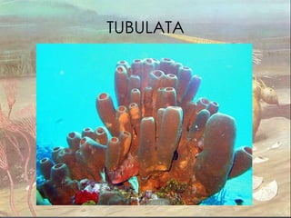 TUBULATA 