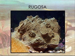RUGOSA 