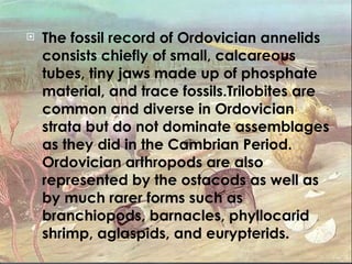 The fossil record of Ordovician annelids consists chiefly of small, calcareous tubes, tiny jaws made up of phosphate material, and trace fossils.Trilobites are common and diverse in Ordovician strata but do not dominate assemblages as they did in the Cambrian Period. Ordovician arthropods are also represented by the ostacods as well as by much rarer forms such as branchiopods, barnacles, phyllocarid shrimp, aglaspids, and eurypterids. 