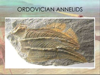 ORDOVICIAN ANNELIDS 