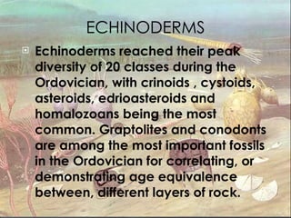 ECHINODERMS Echinoderms reached their peak diversity of 20 classes during the Ordovician, with crinoids , cystoids, asteroids, edrioasteroids and homalozoans being the most common. Graptolites and conodonts are among the most important fossils in the Ordovician for correlating, or demonstrating age equivalence between, different layers of rock. 