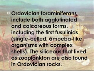 Ordovician foraminiferans include both agglutinated and calcareous forms, including the first fusulinids (single-celled, amoeba-like organisms with complex shells). The siliceous that lived as zooplankton are also found in Ordovician rocks. 