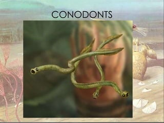 CONODONTS 