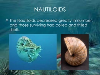NAUTILOIDS The Nautiloids decreased greatly in number, and those surviving had coiled and frilled shells. 