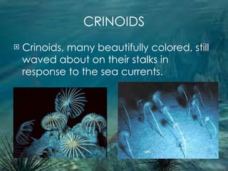 CRINOIDS Crinoids, many beautifully colored, still waved about on their stalks in response to the sea currents. 