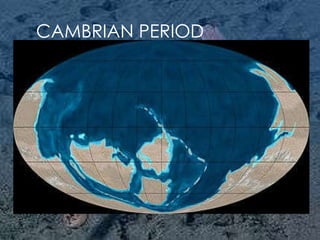 CAMBRIAN PERIOD 