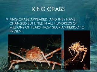 KING CRABS KING CRABS APPEARED, AND THEY HAVE CHANGED BUT LITTLE IN ALL HUNDREDS OF MILLIONS OF YEARS FROM SILURIAN PERIOD TO PRESENT. 
