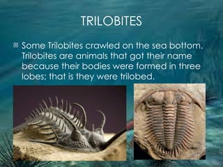 TRILOBITES Some Trilobites crawled on the sea bottom. Trilobites are animals that got their name because their bodies were formed in three lobes; that is they were trilobed. 