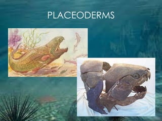 PLACEODERMS 