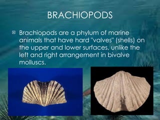 BRACHIOPODS Brachiopods are a phylum of marine animals that have hard "valves" (shells) on the upper and lower surfaces, unlike the left and right arrangement in bivalve molluscs.  