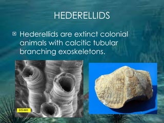 HEDERELLIDS Hederellids are extinct colonial animals with calcitic tubular branching exoskeletons. 