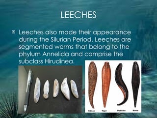LEECHES Leeches also made their appearance during the Silurian Period. Leeches are segmented worms that belong to the phylum Annelida and comprise the subclass Hirudinea. 