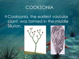 COOKSONIA Cooksonia, the earliest vascular plant, was formed in the middle Silurian. 
