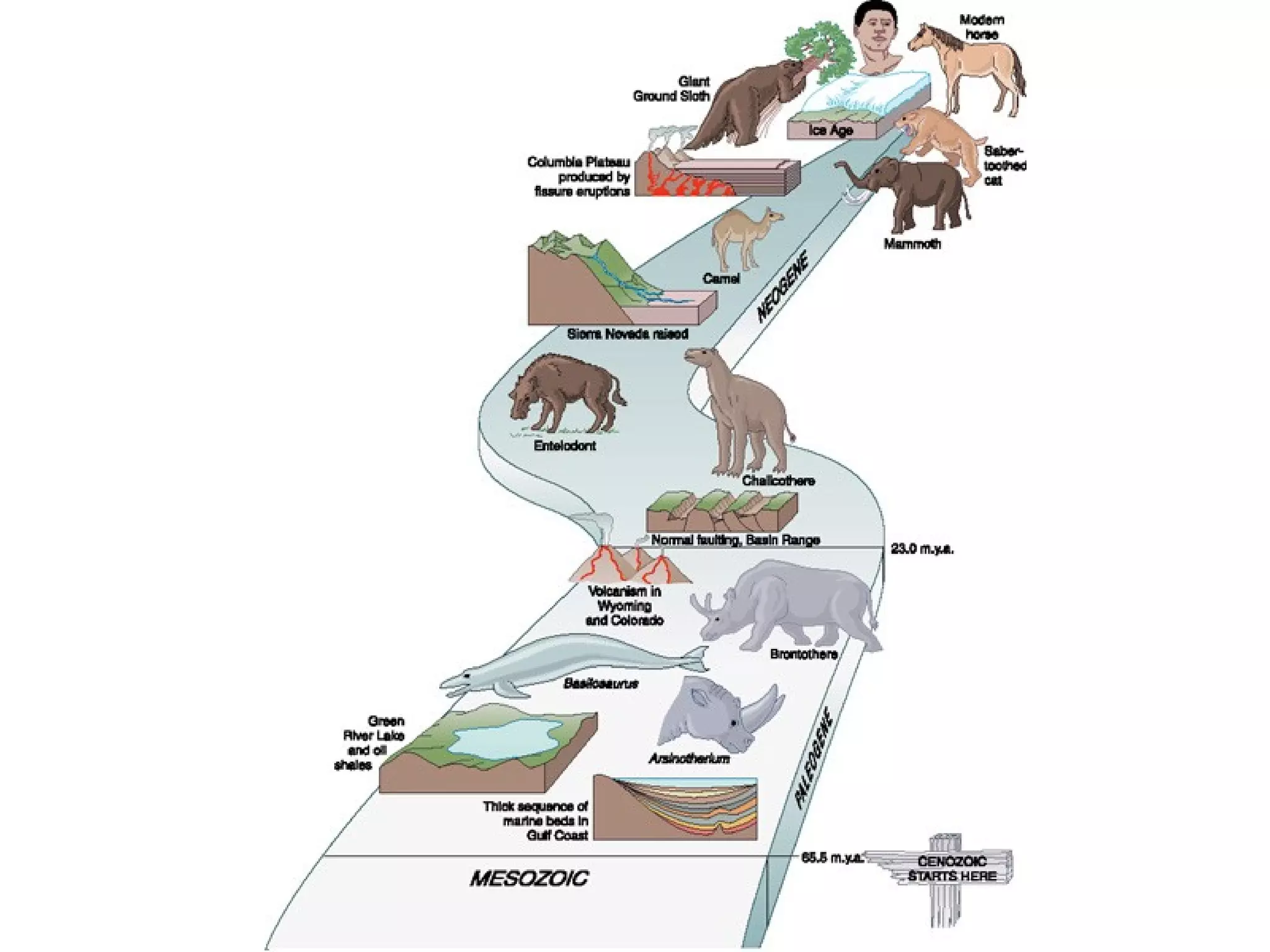 Which Era Ruled The Mammals? (Paleozoic, Mesozoic, Cenozoic?) - qdzyfsf