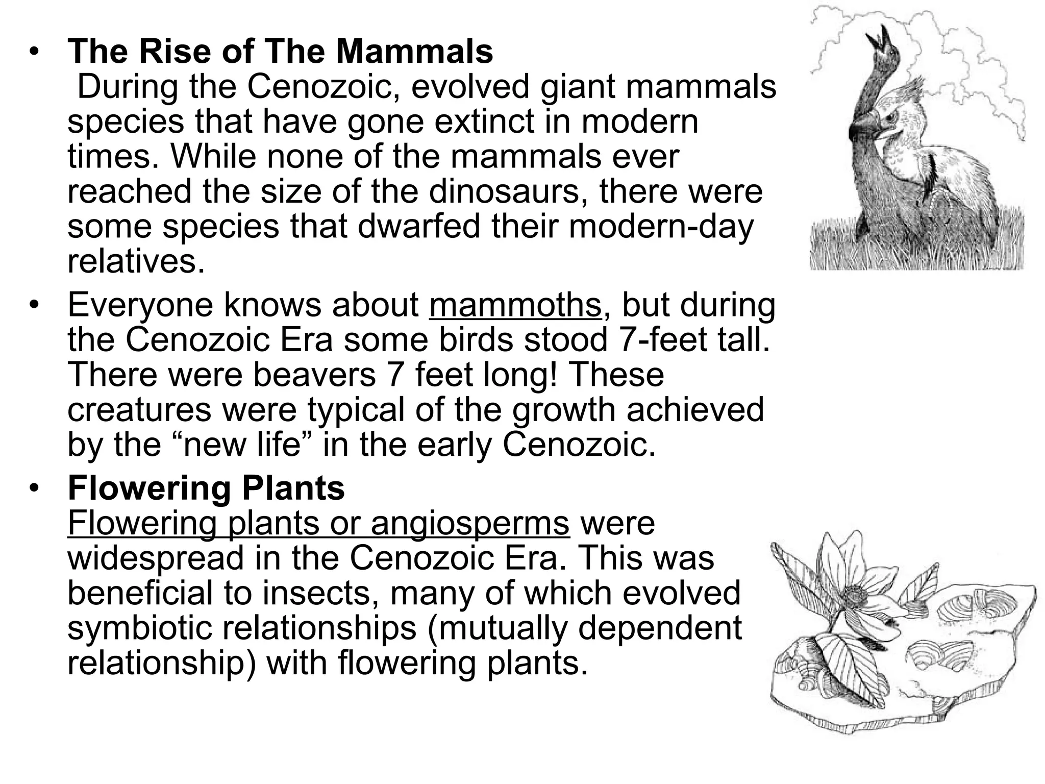 Which Era Ruled The Mammals? (Paleozoic, Mesozoic, Cenozoic?) - 3sil1a7