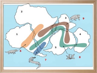 Diversificación de los peces. Surgieron distintos tipos de peces, como los ostracodermos, los acantodios, los placodermos, los tiburones, actinopterigios o los sarcopterigios. 