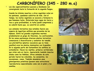 CARBONÍFERO (345 – 280 m.a)
●
    Los dos supercontinentes Laurasia y Gondwana van
    convergiendo hacía la formación de la segunda Pangea.

    Cuando los árboles muertos y otros vegetales caían en
    los pantanos, quedaban cubiertos de lodo. Con el
    tiempo, los restos vegetales se secaron y formaron lo
    que llamamos turba. Enterrada bajo capas de tierra y
    roca a gran profundidad, la turba quedó comprimida y
    se calentó hasta que, se convirtió en carbón.

    Los animales terrestres mas notables fueron una
    especie de lagartijas anfibias que provenían de los
    dipnoos. Entre los grandes organismos marinos
    predominaron un grupo de tiburones, los cestraciontes.
    En las zonas pantanosas diversas plantas terrestres
    comenzaron a diversificarse y aumentar de tamaño.
    Las pteridofitas (plantas vasculares que no tiene
    semillas) eran las plantas dominantes con licopodios.
    En la segunda parte del Carbonífero los anfibios se
    extendieron. Nacen los reptiles, primeros vertebrados
    que vivían solo en tierra. Aparecierón también insectos
    alados como las libélulas. Otros animales de este
    periodo fueron los arácnidos, las serpientes, los
    escorpiones, ranas. También abundaron unas
    gimnospermas primitivas (poseen unas estructuras
    reproductoras especializadas como son el polen y las
    semillas.
 