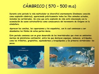 CÁMBRICO ( 570 – 500 m.a)
Durante este periodo la vida multicelular se diversificó enormemente (fenómeno conocido
como explosión cámbrica), apareciendo prácticamente todos los filos animales actuales,
incluidos los vertebrados. Se cree que esta explosión de vida está relacionada con la
acumulación de ozono estratosférico como consecuencia del incremento de Oxígeno en la
atmósfera.

Aparecen las conchas, los caparazones y los esqueletos, con lo cual comienzan a ser
abundantes los fósiles de estas partes duras.

Este periodo comienza con un gran desarrollo de los invertebrados que viven en ambientes
marinos de plataforma continental, entre los que destacan esponjas, moluscos, artrópodos,
como los trilobites, graptolitos, equinodermos y braquiópodos y los primeros vertebrados: los
peces.
 