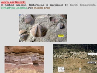 Jammu and Kashmir:
In Kashmir sub-basin, Carboniferous is represented by Tannaki Conglomerate,
Syringothyris Limestone and Fenestella Shale
 